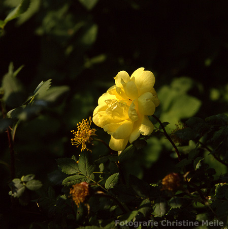 R.foetida persiana 'Persian Yellow'