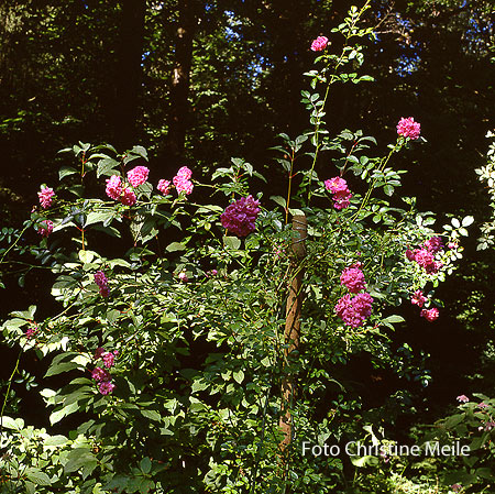 Unbekannte Rose, Rambler
