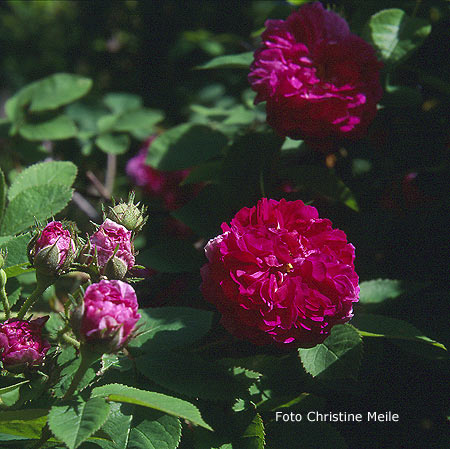 Russeliana - Blüten